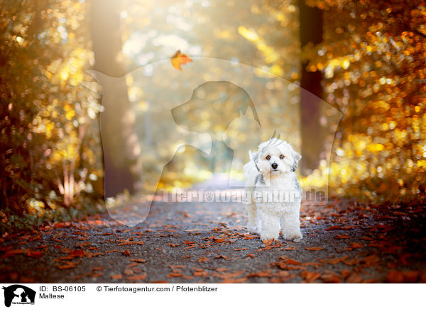 Malteser / Maltese / BS-06105