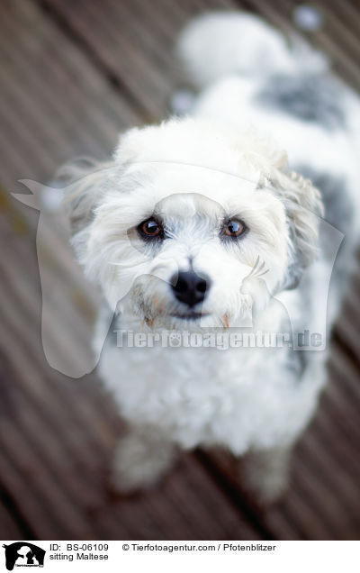 sitzender Malteser / sitting Maltese / BS-06109