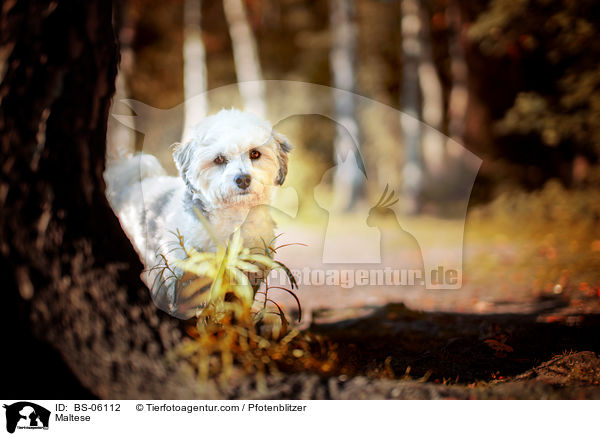 Malteser / Maltese / BS-06112