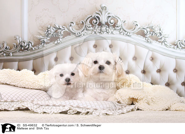 Malteser und  Shih Tzu / Maltese and  Shih Tzu / SS-49632