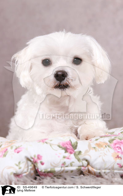 liegender Malteser / lying Maltese / SS-49649