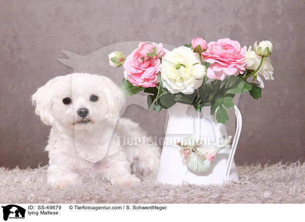 liegender Malteser / lying Maltese / SS-49679