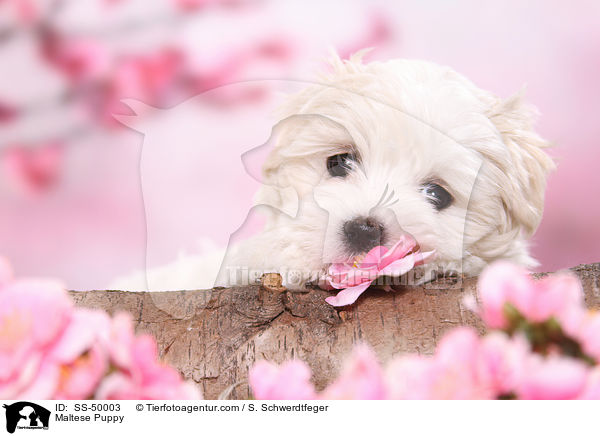 Malteser Welpe / Maltese Puppy / SS-50003