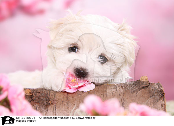 Malteser Welpe / Maltese Puppy / SS-50004