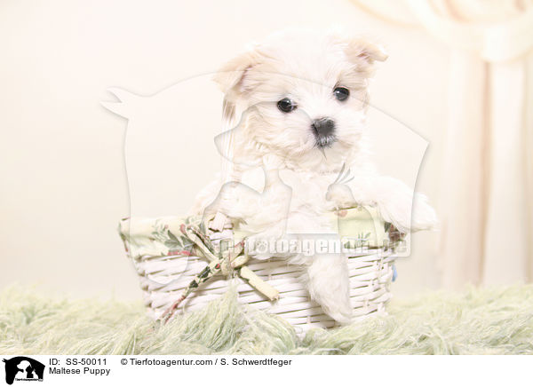 Malteser Welpe / Maltese Puppy / SS-50011