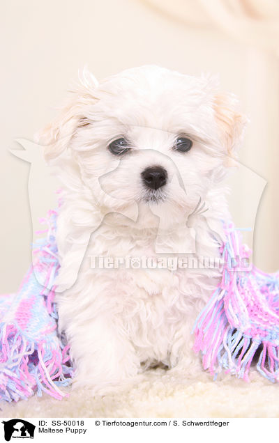 Malteser Welpe / Maltese Puppy / SS-50018