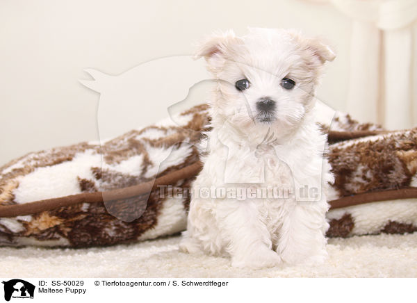 Malteser Welpe / Maltese Puppy / SS-50029