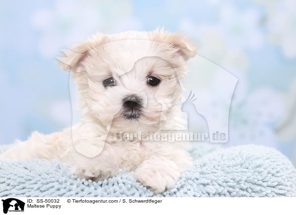 Malteser Welpe / Maltese Puppy / SS-50032