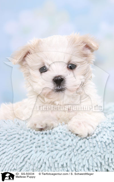 Malteser Welpe / Maltese Puppy / SS-50034