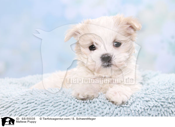 Malteser Welpe / Maltese Puppy / SS-50035