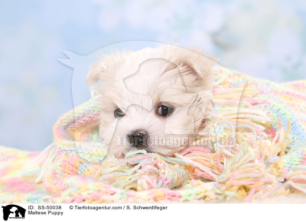 Malteser Welpe / Maltese Puppy / SS-50038