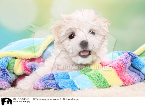 Malteser Welpe / Maltese Puppy / SS-50046