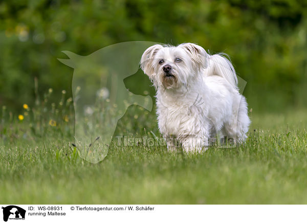 rennender Malteser / running Maltese / WS-08931