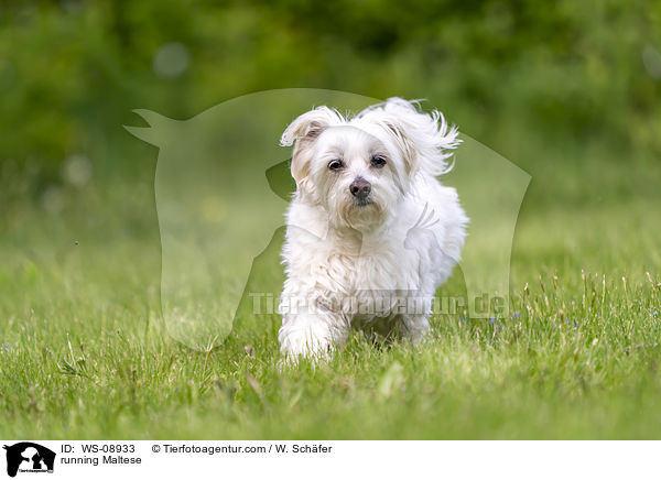 rennender Malteser / running Maltese / WS-08933