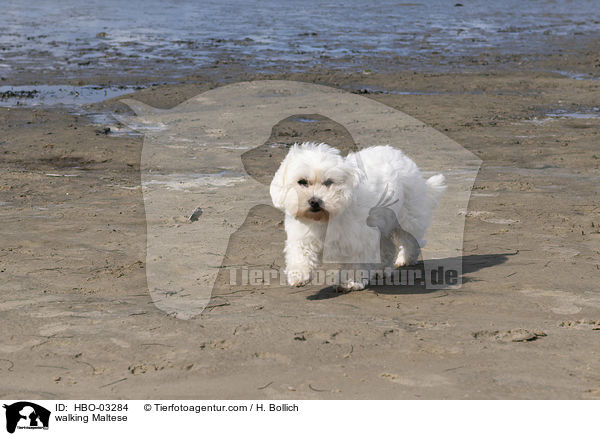 laufender Malteser / walking Maltese / HBO-03284