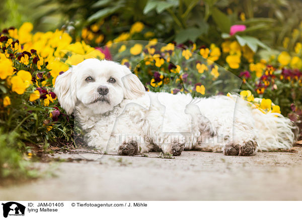 liegender Malteser / lying Maltese / JAM-01405