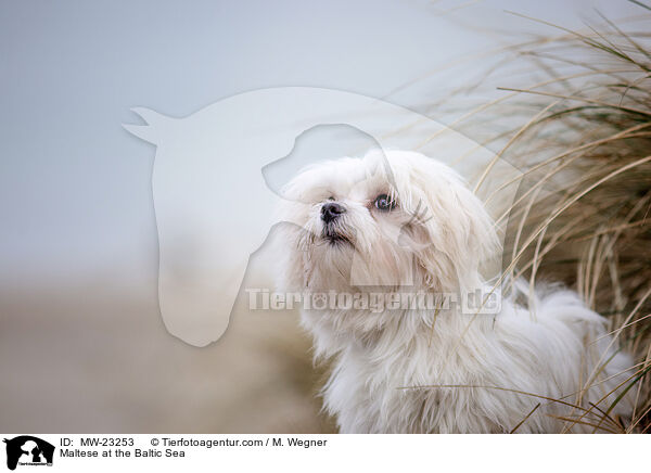 Malteser an der Ostsee / Maltese at the Baltic Sea / MW-23253