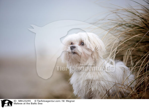 Malteser an der Ostsee / Maltese at the Baltic Sea / MW-23255