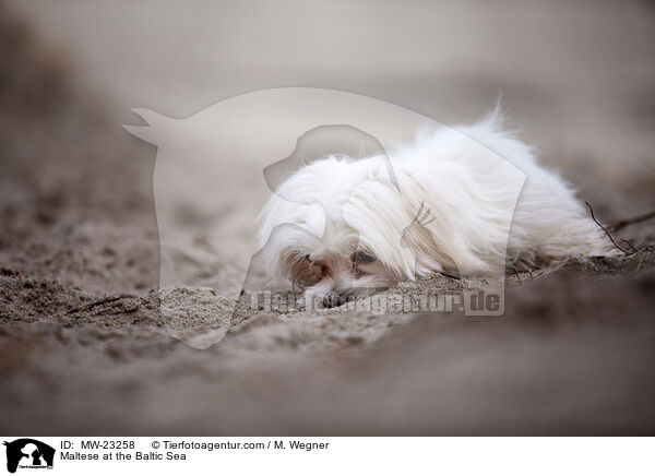 Malteser an der Ostsee / Maltese at the Baltic Sea / MW-23258