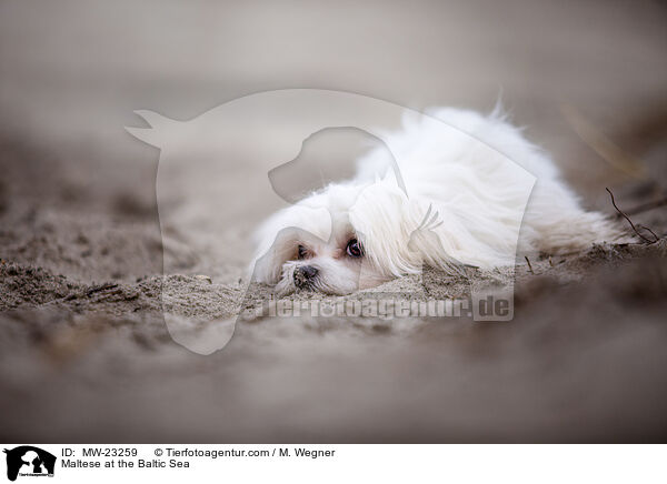 Malteser an der Ostsee / Maltese at the Baltic Sea / MW-23259