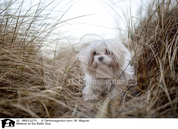 Malteser an der Ostsee / Maltese at the Baltic Sea / MW-23270