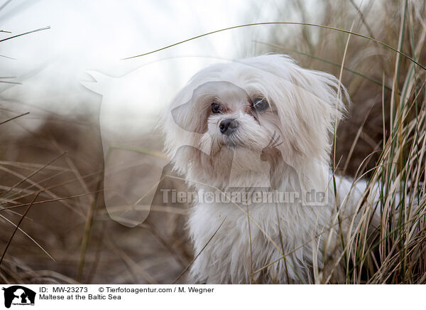 Malteser an der Ostsee / Maltese at the Baltic Sea / MW-23273