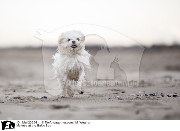 Malteser an der Ostsee / Maltese at the Baltic Sea / MW-23294