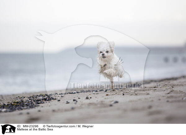 Malteser an der Ostsee / Maltese at the Baltic Sea / MW-23296