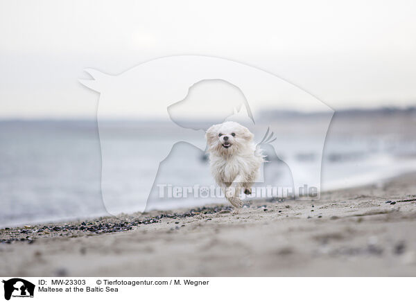 Malteser an der Ostsee / Maltese at the Baltic Sea / MW-23303