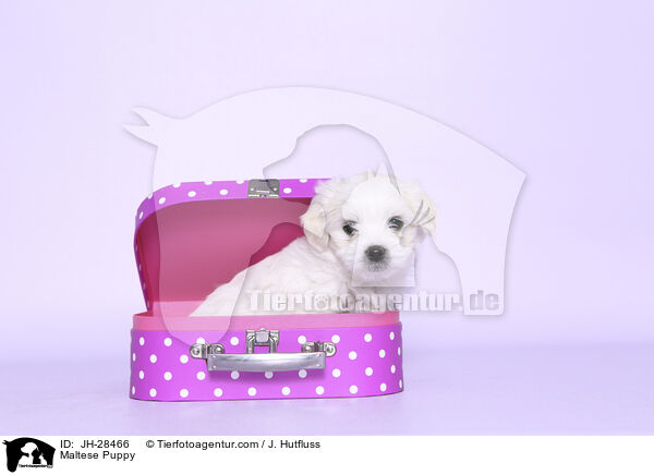 Malteser Welpe / Maltese Puppy / JH-28466