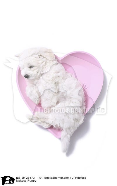 Malteser Welpe / Maltese Puppy / JH-28473