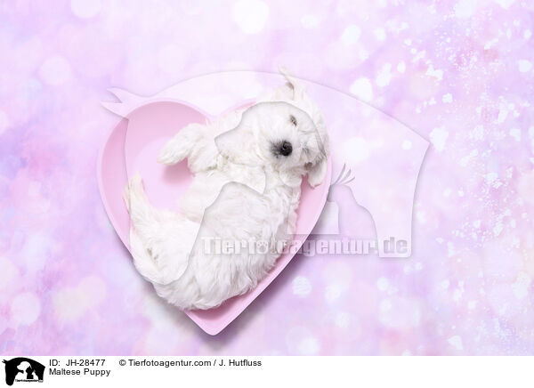 Malteser Welpe / Maltese Puppy / JH-28477