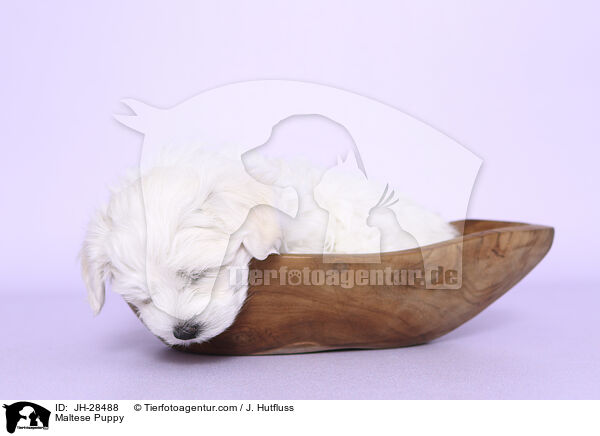 Malteser Welpe / Maltese Puppy / JH-28488