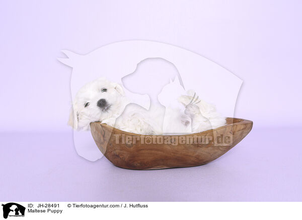 Malteser Welpe / Maltese Puppy / JH-28491