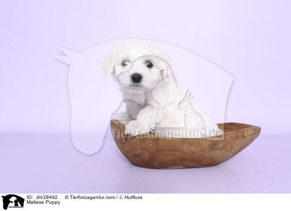 Malteser Welpe / Maltese Puppy / JH-28492