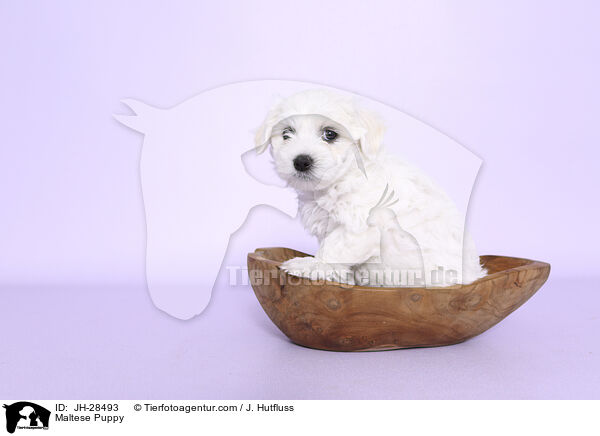 Malteser Welpe / Maltese Puppy / JH-28493