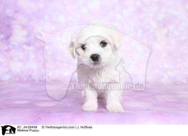 Malteser Welpe / Maltese Puppy / JH-28498