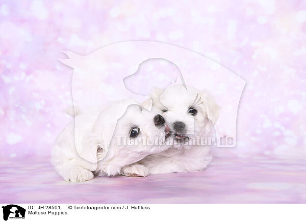 Malteser Welpen / Maltese Puppies / JH-28501