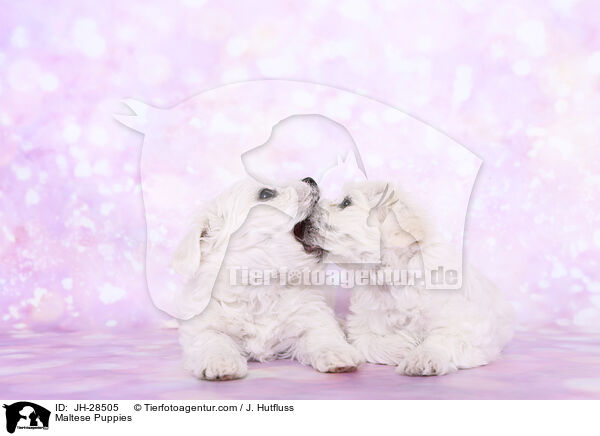 Malteser Welpen / Maltese Puppies / JH-28505