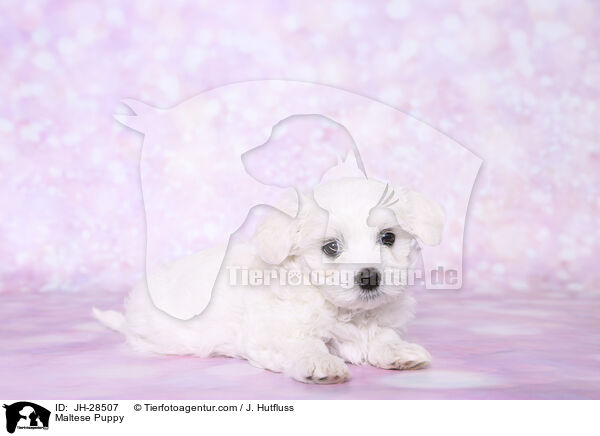 Malteser Welpe / Maltese Puppy / JH-28507