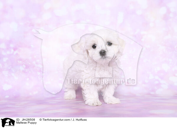 Malteser Welpe / Maltese Puppy / JH-28508