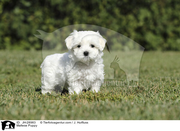 Malteser Welpe / Maltese Puppy / JH-28983