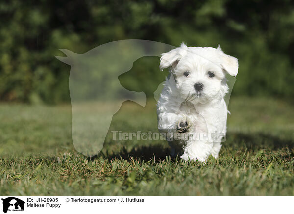 Malteser Welpe / Maltese Puppy / JH-28985