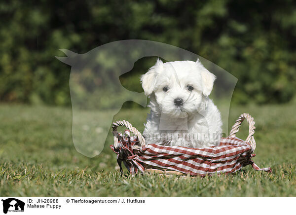 Malteser Welpe / Maltese Puppy / JH-28988