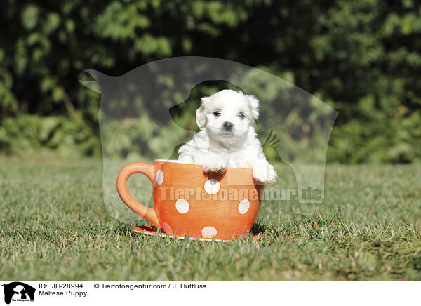 Malteser Welpe / Maltese Puppy / JH-28994