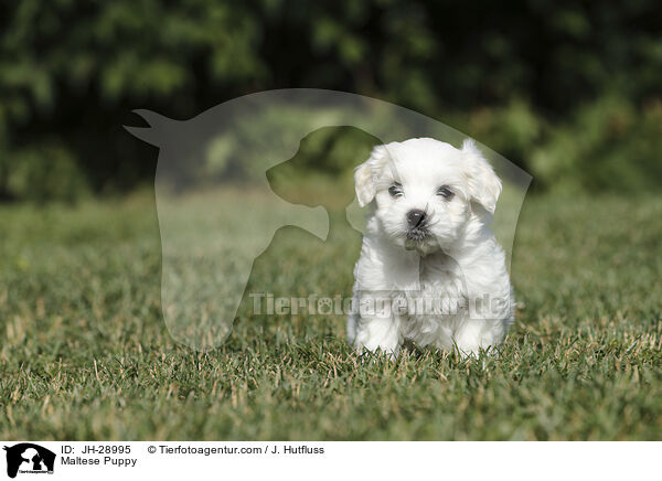 Malteser Welpe / Maltese Puppy / JH-28995