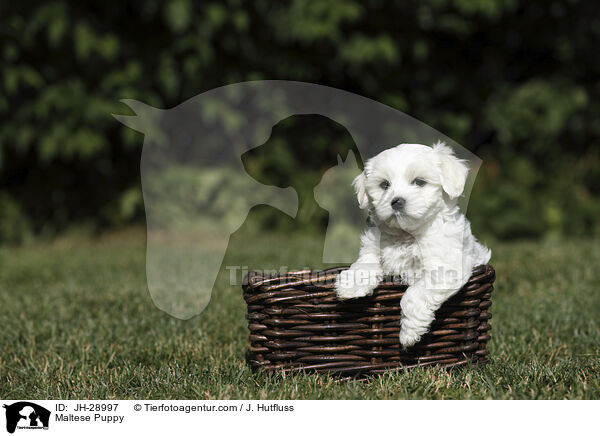 Malteser Welpe / Maltese Puppy / JH-28997