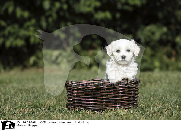 Malteser Welpe / Maltese Puppy / JH-28998