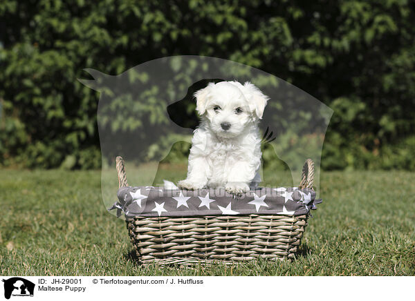 Malteser Welpe / Maltese Puppy / JH-29001