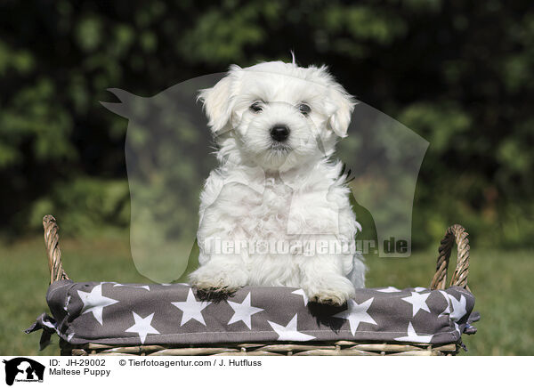 Malteser Welpe / Maltese Puppy / JH-29002